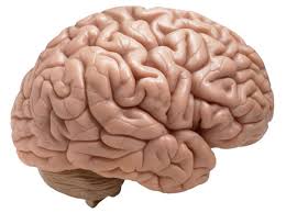 دانلود تحقیق مغر انسان 
 تحقیق  مغز انسان
 مغز
سیستم عصبی